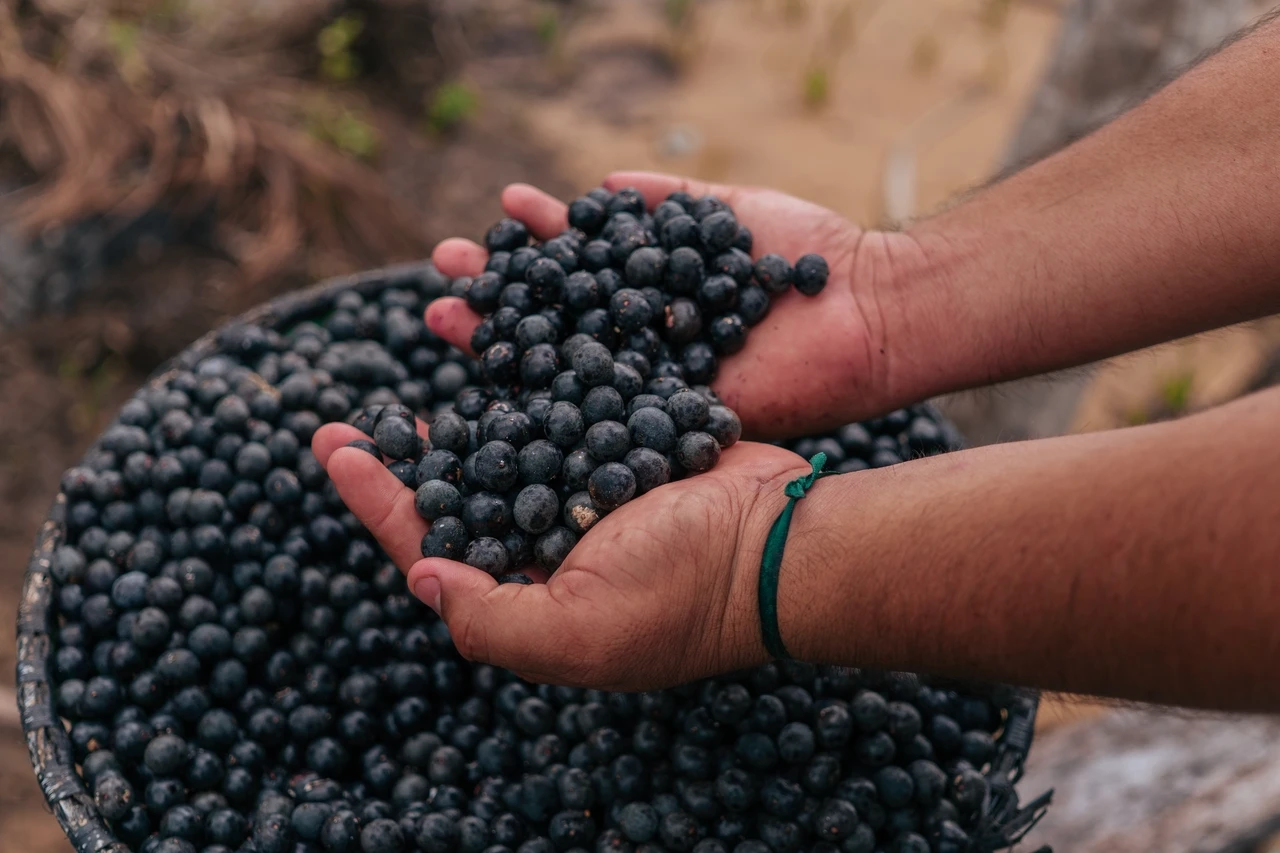 Açaí