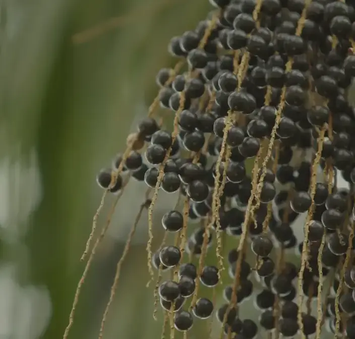 Açaí Juçara