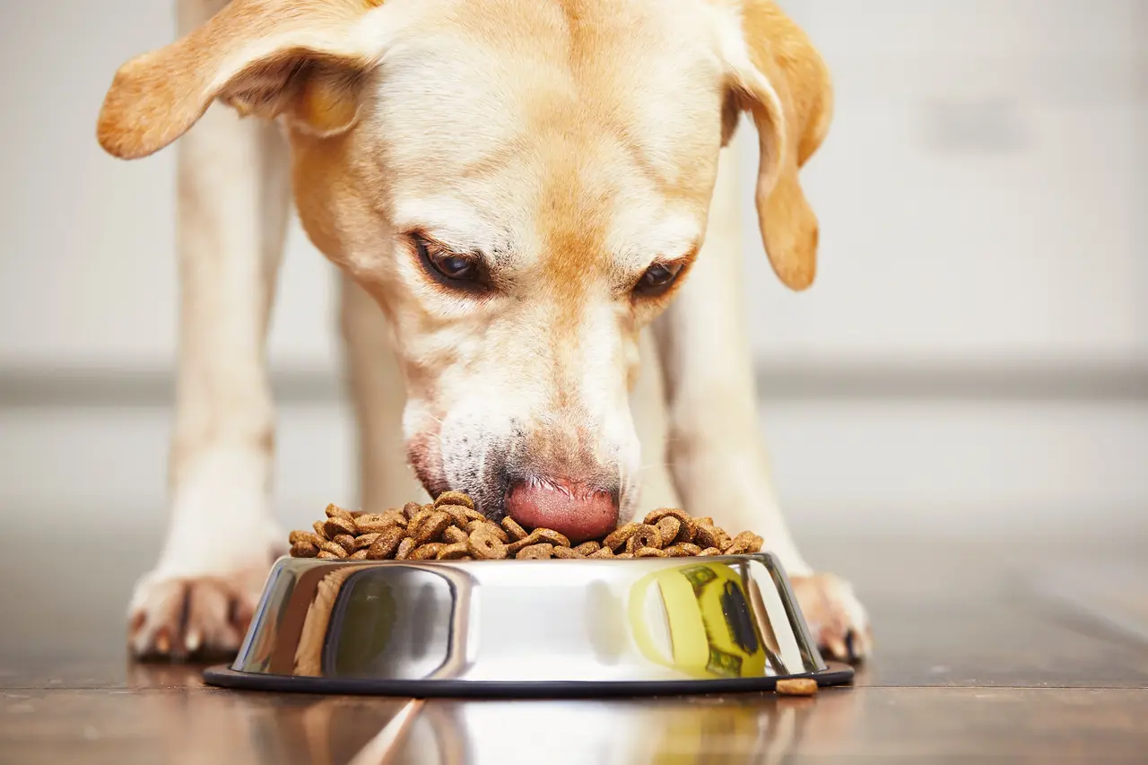 Alimentación Animal