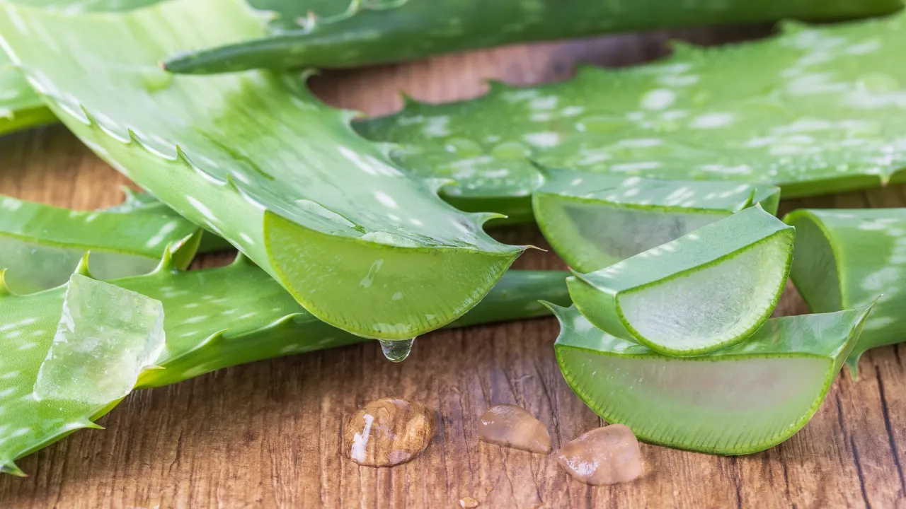 Aloe Vera
