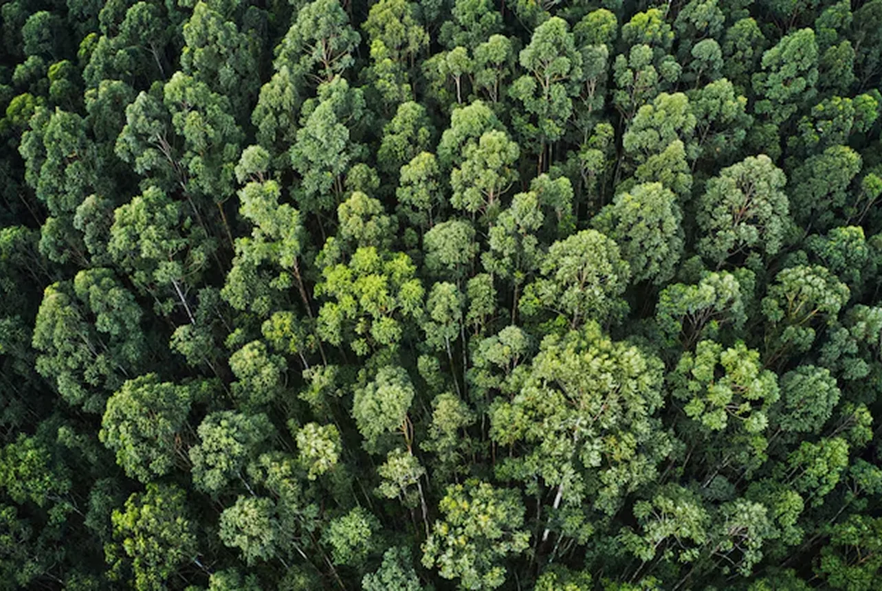 Floresta