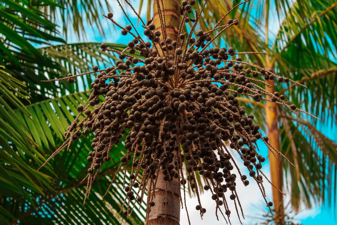 Açaí