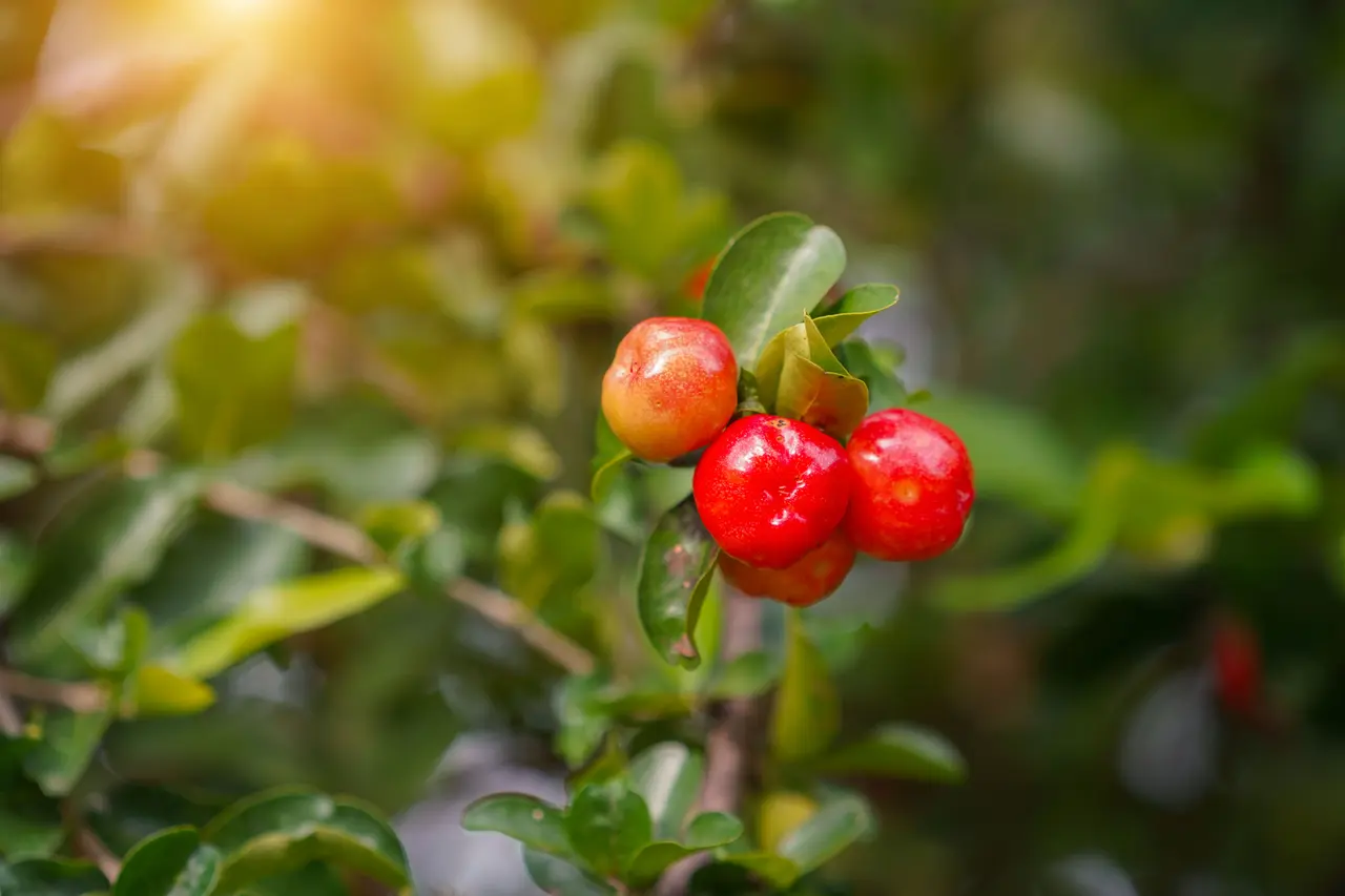 Acerola