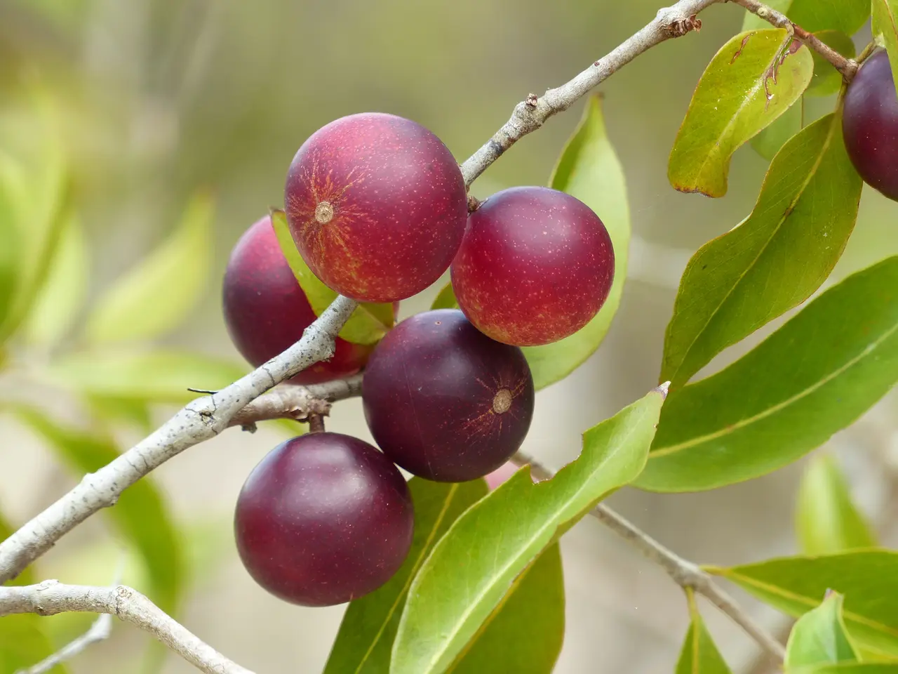 Camu-camu