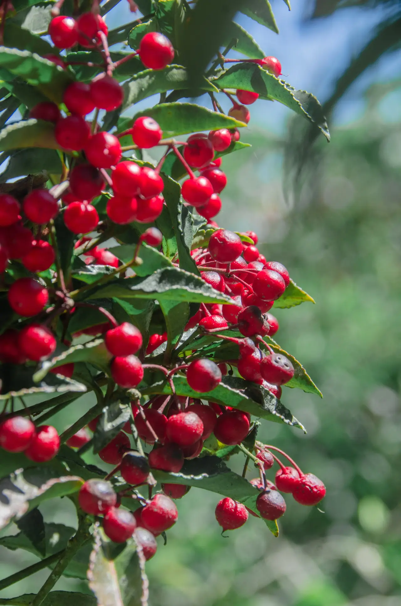 Cranberry