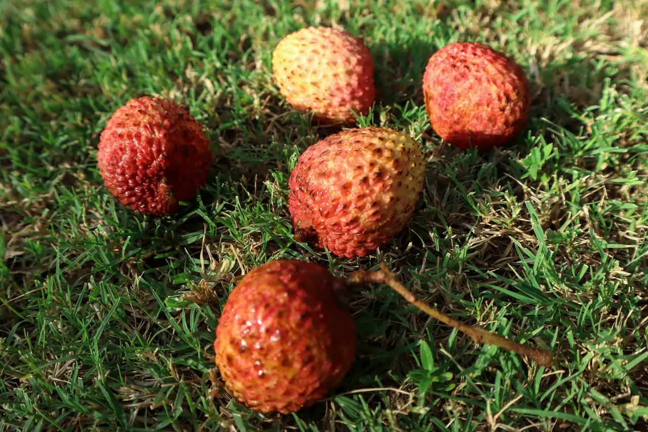 Lichia