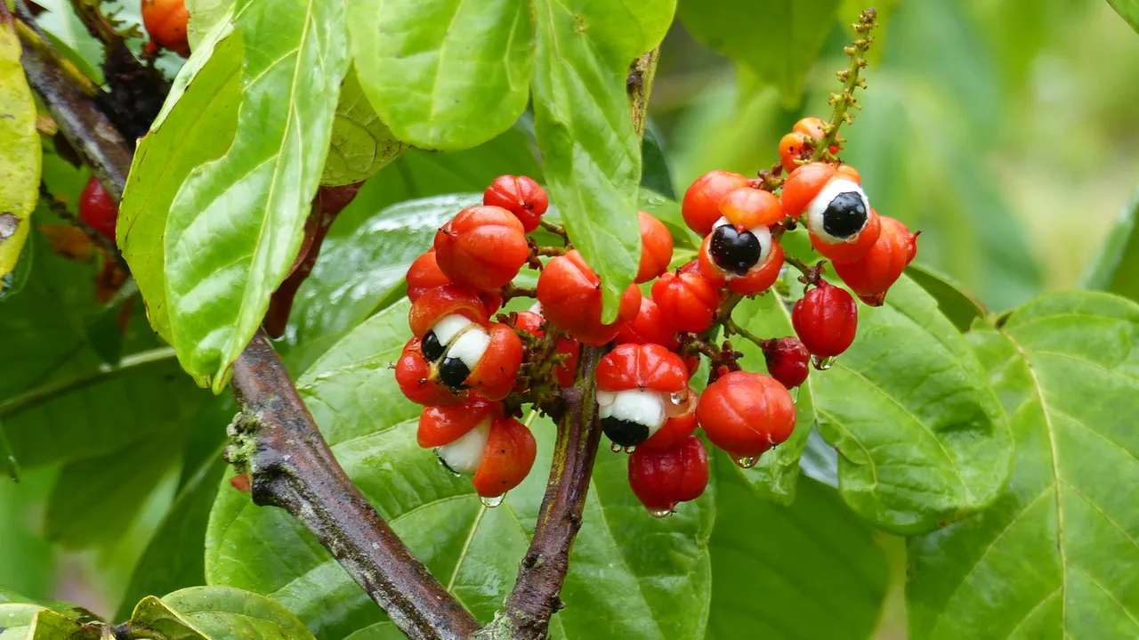 Guaraná