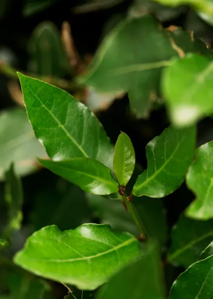 Guayusa