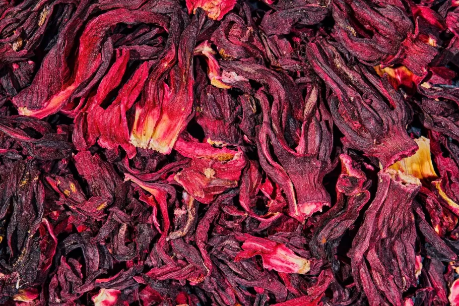Hibiscus