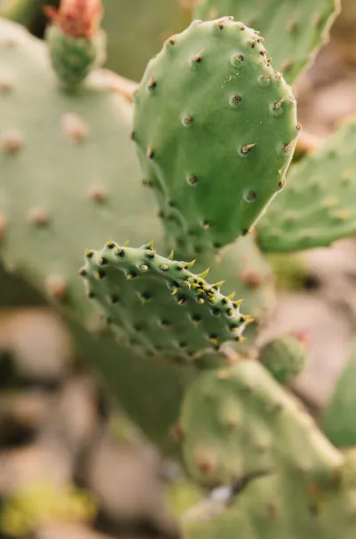 Nopal