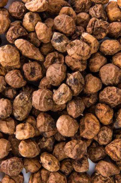 Kola nut
