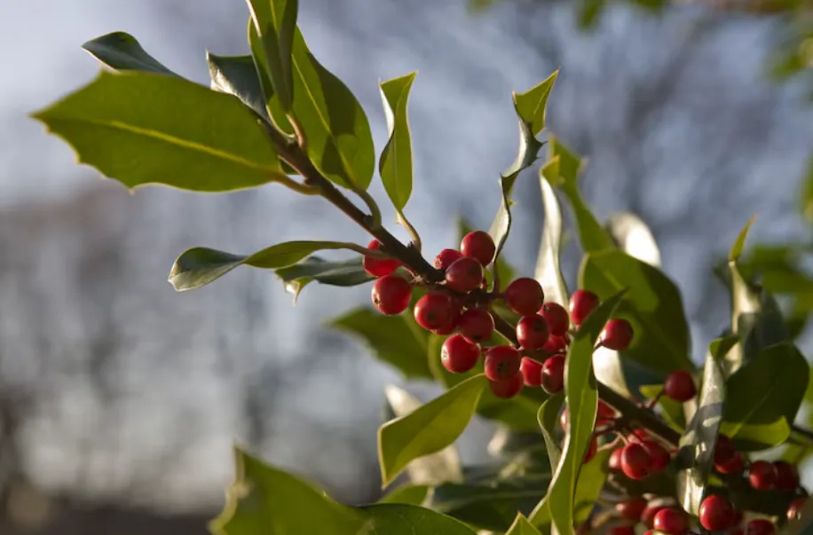 Coffee cherry