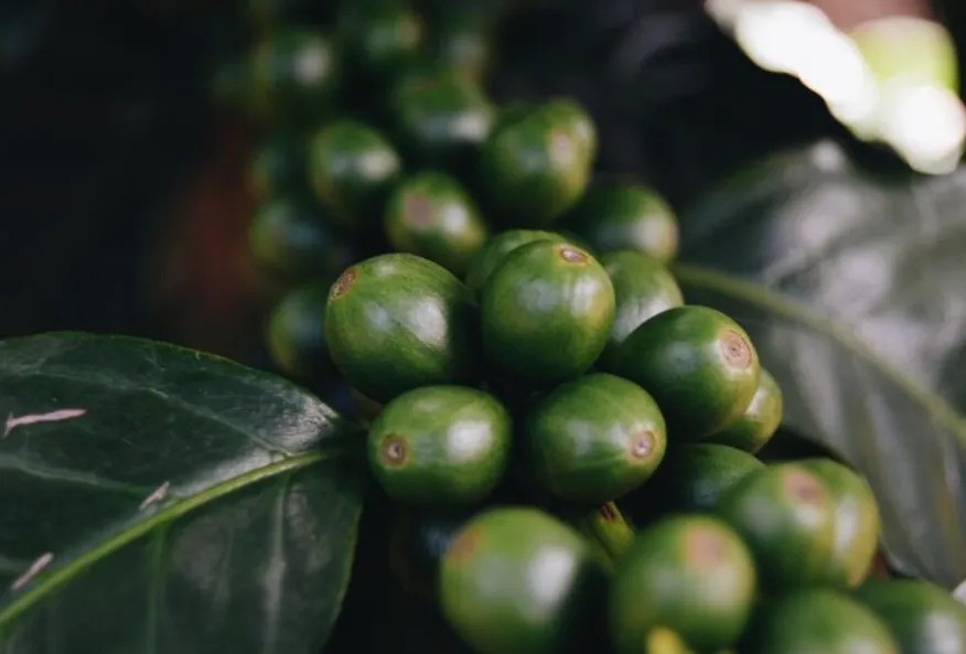 Green coffee