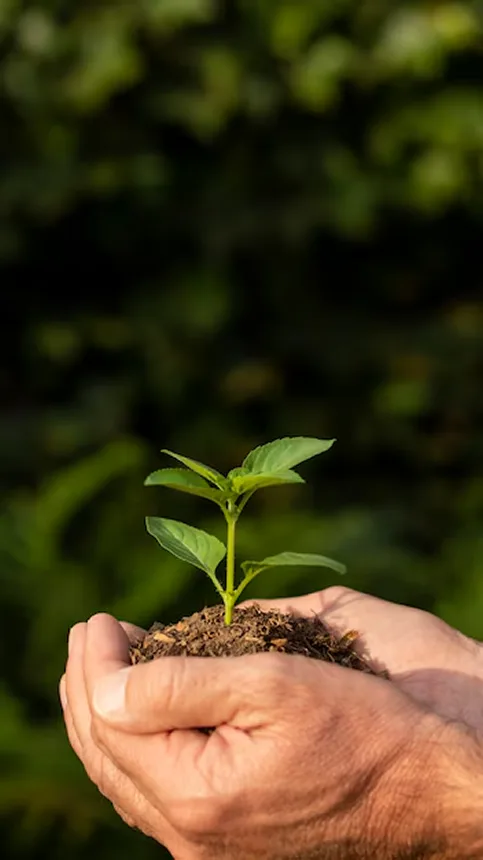 Mão segurando planta