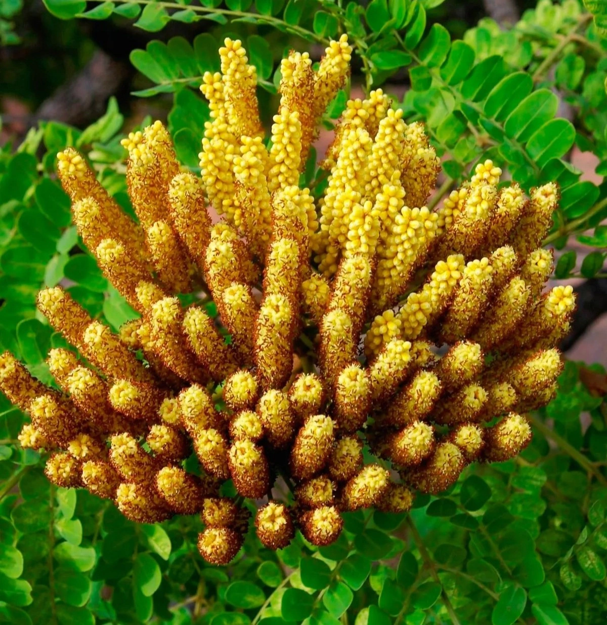 Quercetin