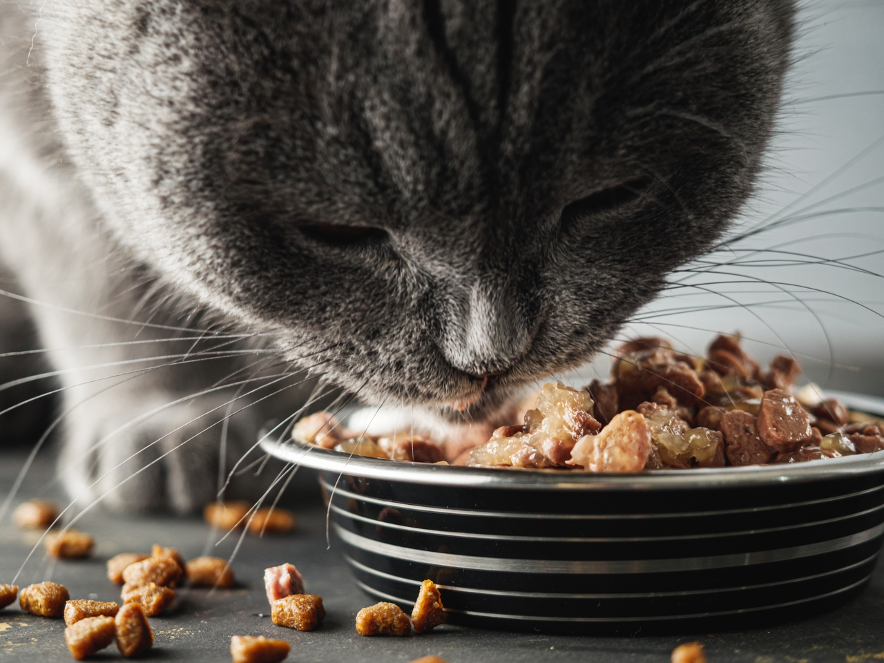 Wet food <span class="font-normal"> (pâtés, pouches, pastes, and sauces) </span>