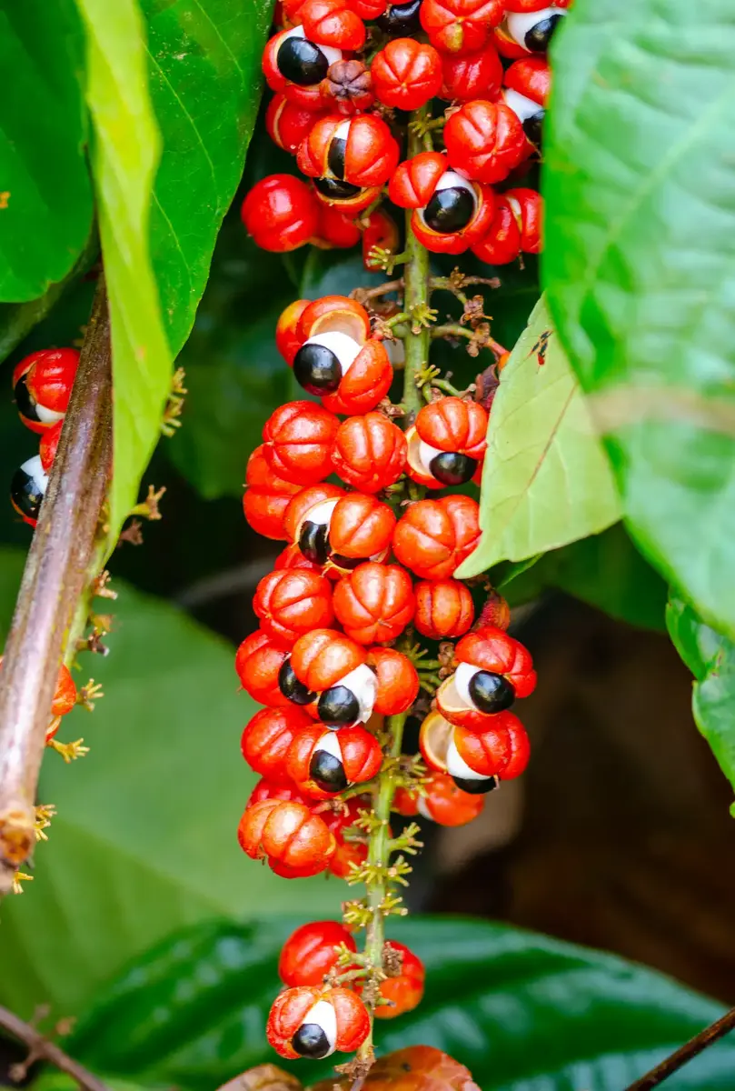 Guaraná