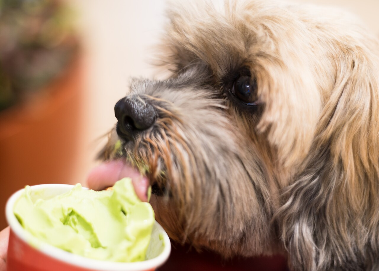 Ice cream for pets